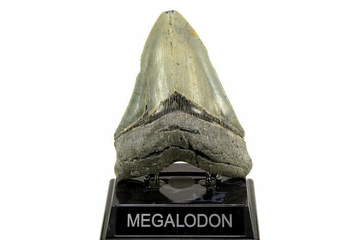 Serrated, Fossil Megalodon Tooth - North Carolina #308477